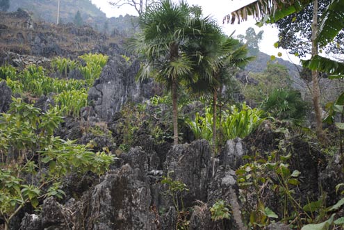 Spring comes to stone plateau